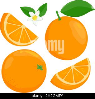 Ganze und in Scheiben geschnittene Orangenfrüchte, Orangenblüten und Blätter. Vektorgrafik Stock Vektor