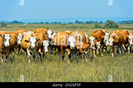 Fleckviehherde auf einer Weide in der Schutzzone Langen Lacke, Neusiedlersee – Nationalpark Seewinkel, Apetlon, Burgenland, Österreich Stockfoto