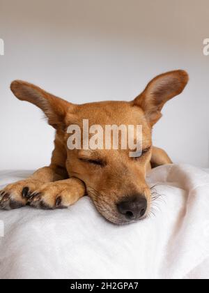 Ein süßer Mischlingshund mit Ohren, der bequem auf einer weichen weißen Decke schläft. Nahaufnahme des Gesichts des Hundes vor der Kamera mit Platz für Text Stockfoto