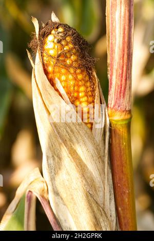 Eine Ähre von reifem Mais (auch bekannt als Mais oder Süßmais), die noch auf dem Stängel auf dem Feld wächst. Stockfoto