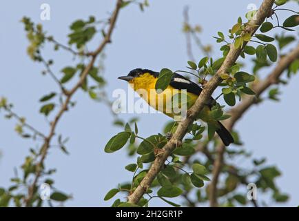 Gewöhnlicher IORA (Aegithina tiphia multicolor) erwachsener Mann, der auf dem Zweig Sri Lanka thront Dezember Stockfoto