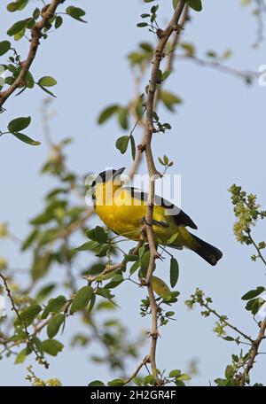 Gewöhnlicher IORA (Aegithina tiphia multicolor) erwachsener Mann, der auf einem dünnen Zweig Sri Lankas thront Dezember Stockfoto