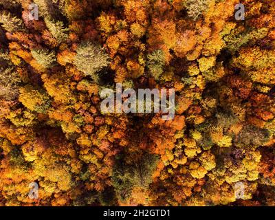Luftaufnahme von oben nach unten von Herbstlaub in der Herbstsaison Stockfoto