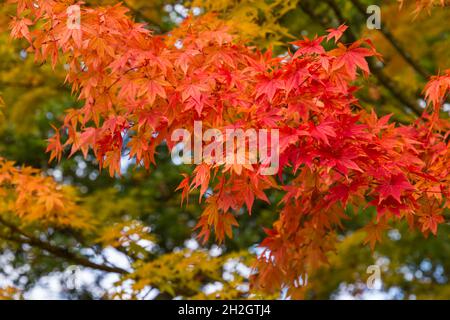 Atemberaubende Herbstfarben im Westonburt Arboretum, dem National Arboretum, Tetbury, Gloucestershire, Großbritannien im Herbst - japanischer Ahorn Eddisbury Acer Stockfoto