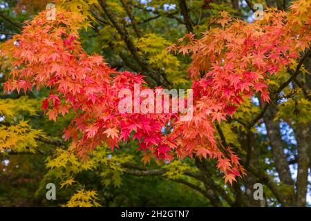 Atemberaubende Herbstfarben im Westonburt Arboretum, dem National Arboretum, Tetbury, Gloucestershire, Großbritannien im Herbst - japanischer Ahorn Eddisbury Acer Stockfoto