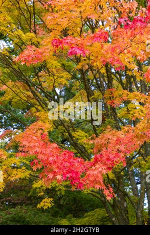 Atemberaubende Herbstfarben im Westonburt Arboretum, dem National Arboretum, Tetbury, Gloucestershire, Großbritannien im Herbst - japanischer Ahorn Eddisbury Acer Stockfoto