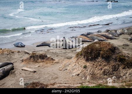 Elefantenrobbe steigt mit offenem Mund auf und schläft neben anderen Elefantenrobben, die am Strand liegen | Elefantenrobben-Seelefantenkolonie Stockfoto