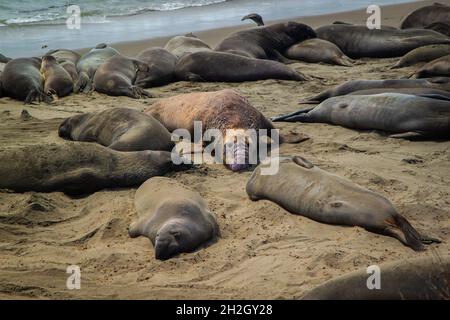 Elefantenrobbe mit rosa violetter Nase mit abgeschälter Haut unter anderem schlafende Elefantenrobben am Strand | Piedras Blancas Elefantenrobben-Seeräuberei Stockfoto