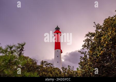 Leuchtturm von La Coubre, im Küstenwald, charente Maritime, Frankreich Stockfoto