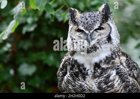 Männliche Kanadische Großgehörnte Eule, Bubo virginianus occidentalis Stockfoto