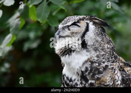 Männliche Kanadische Großgehörnte Eule, Bubo virginianus occidentalis Stockfoto