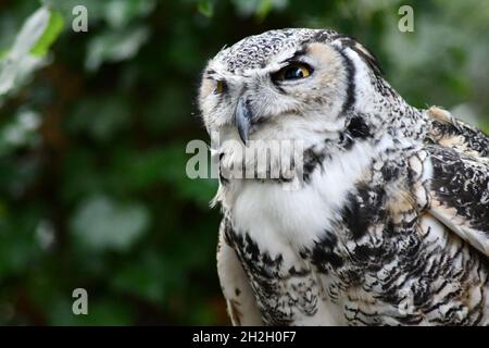 Männliche Kanadische Großgehörnte Eule, Bubo virginianus occidentalis Stockfoto