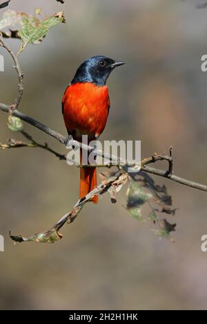 Scarlet Minivet (Pericrocotus flammeus speciosus) erwachsenes Männchen, das in einem Baum in Nepal thront Januar Stockfoto