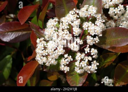 Photinia serrulata, fotinia, Photinia serratifolia Stockfoto