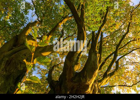 Alter Stamm einer dicken Eiche Stockfoto