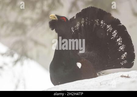 Westlicher Auerhahn lekkingin Wald im Winter Stockfoto