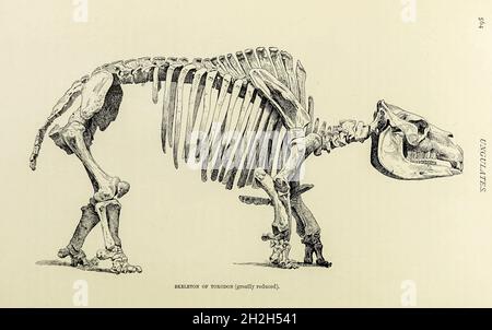 Skelett eines Toxodons eine ausgestorbene Gattung südamerikanischer Säugetiere vom späten Miozän bis zu frühen Holozän-Epochen (Mayoan bis Lujanian in der SALMA-Klassifikation) (vor etwa 11.6 Millionen bis 11,000 Jahren). Sie ist Mitglied von Notoungulata, einer von mehreren inzwischen ausgestorbenen Ordnungen von hufigen Säugetieren, die in Südamerika beheimatet sind und sich von lebenden Perissodaktylen und Artiodaktylen unterscheiden. Es gehörte zu den größten und letzten Mitgliedern seiner Ordnung und war wahrscheinlich das häufigste große Hufsäugetier seiner Zeit in Südamerika. Aus dem Buch ' Royal Natural History ' Band 2 herausgegeben von Richard Lydekker, Veröffentlicht in Lo Stockfoto