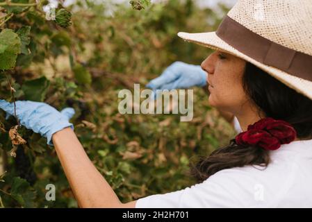 Junge Frau, die während der Weinlese Trauben erntet. Frau, die handwerkliche Landwirtschaft und Landwirtschaft betreibt, pflückt Trauben in einem Weinberg auf dem Land. c Stockfoto