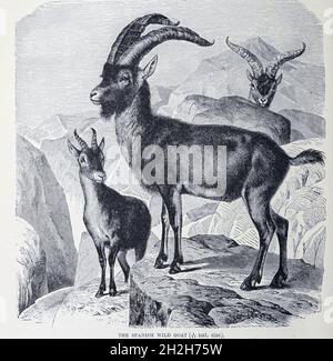 Der Iberische Steinbock (Capra pyrenaica), auch bekannt als spanischer Steinbock, spanische Wildziege oder iberische Wildziege, ist eine auf der Iberischen Halbinsel endemische Steinbock-Art. Aus dem Buch ' Royal Natural History ' Band 2 herausgegeben von Richard Lydekker, veröffentlicht in London von Frederick Warne & Co im Jahr 1893-1894 Stockfoto