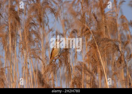Großer Rohrsänger, Acrocephalus arundinaceus. Stockfoto