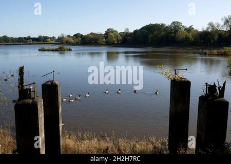 Earlswood Lakes, Warwickshire, England, Großbritannien Stockfoto