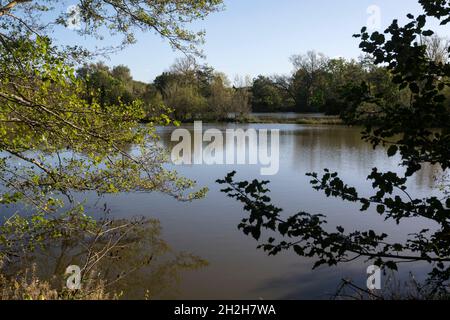 Earlswood Lakes, Warwickshire, England, Großbritannien Stockfoto