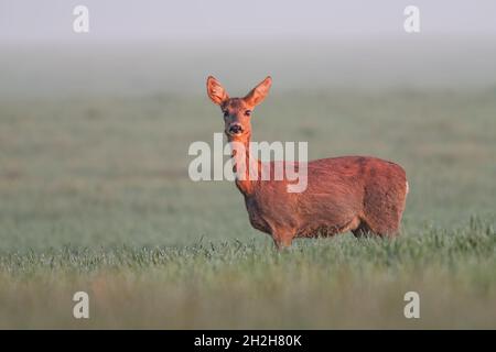 Rehe tun im frühen Morgenlicht Stockfoto