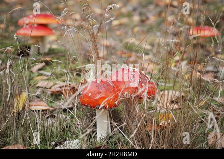 Rote Fliege Amanita Pilze auf Herbstwald Boden Stockfoto