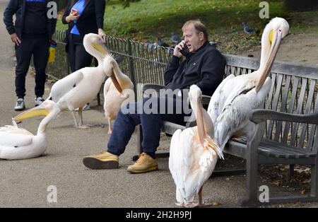 London, Großbritannien. Die dort lebenden Großen Weißen Pelikane (Pelecanus onocrotalus) im St. James's Park - Isla, Tiffany, Gargi, Sonne, Mond und Stern - kommen zu den Besuchern... Stockfoto