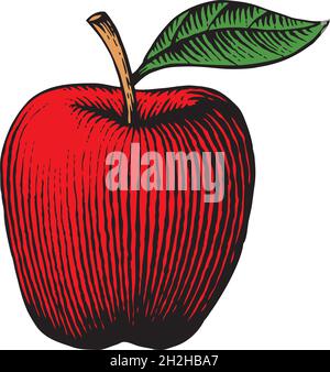Apfel - vintage gravierte Vektor-Illustration Stock Vektor
