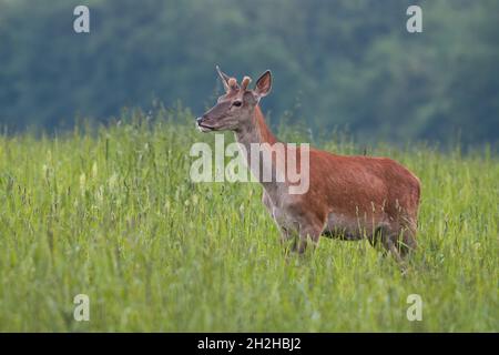 Junge Rothirsche, Cervus elaphus, Hirsch wachsende Samtgeweihe im Sommer Stockfoto