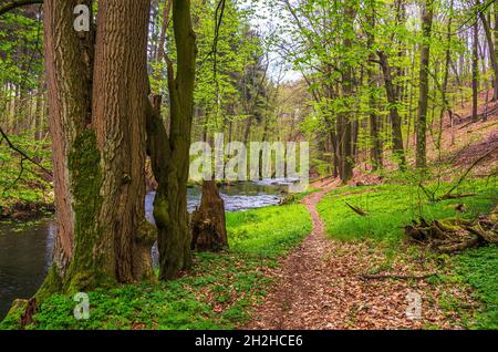 Seifersdorfer Tal, Wachau, Sachsen, Deutschland Stockfoto