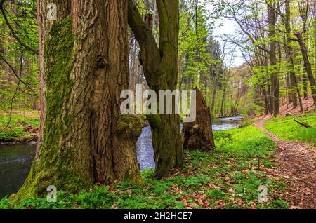 Seifersdorfer Tal, Wachau, Sachsen, Deutschland Stockfoto