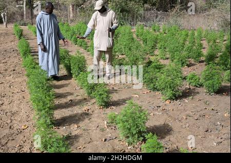 SENEGAL, Benediktinerkloster Keur Moussa, Kräutergarten, Artemisia-Pflanze, der Inhaltsstoff Artemisinin soll gegen Malaria / Senegal helfen, Benediktinerkloster Keur Moussa, Heilkräutergarten, Heilpflanze Artemisia ist eine Pflanzenzengattung in der Familie der Korbblütler (Asteraceae). Einzelne Arten werden beifuß, Wermut, Stabwurz oder Edelraute genannt, der Wirkstoff Artemisinin soll gegen Malaria wirken Stockfoto