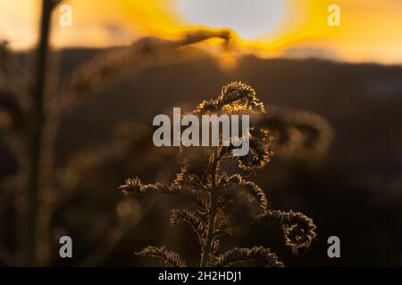 Trockene Dornsonne. Sonnenuntergang auf der Wiese im Herbst. Ein konzeptueller natürlicher Hintergrund mit einem hellen Sonnenlicht, das im Hintergrundlicht blendet. Weicher Fokus, braun Stockfoto