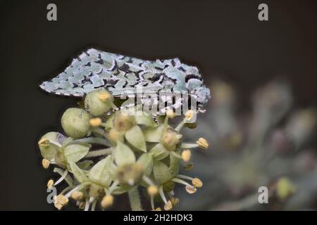 Merveille du Jour Motte (Griposia aprilina) (Dichonia aprilina) (MoMA alpium) Norfolk UK, GB, Oktober 2021 Stockfoto