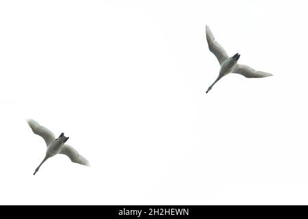 Whooper Swan (Cygnus cygnus) Thorpe Marshes Norwich Norfolk GB Großbritannien April 2021 Stockfoto