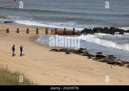 Grausiegel (Halichoerus grypus) Horsey Norfolk GB Großbritannien Oktober 2021 Stockfoto