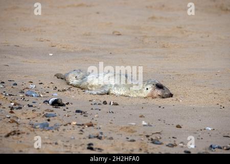 Grausiegel (Halichoerus grypus) tot Welpen Horsey Norfolk GB UK Oktober 2021 Stockfoto