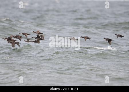 Gemeiner Schotte (Melanitta nigra) migriert Cley Norfolk UK GB Oktober 2021 Stockfoto