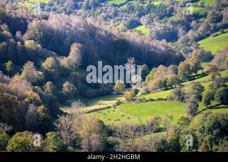 Ländliche Landschaft mit Kühen auf grünen Wiesen und ausgedehnten Laubwäldern im Kurelgebirge UNESCO Geopark in Galicien Stockfoto