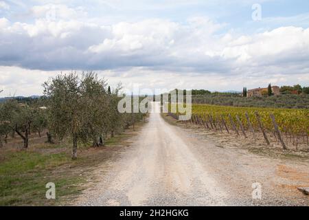 Chianti Weinbaulandschaft mit Steinhaus in der Toskana, Italien, Europa bei Sonnenuntergang. Unbefestigte Straße mit Olivenbäumen auf einer Seite und Reihen von Weintrauben Pflanzen auf t Stockfoto
