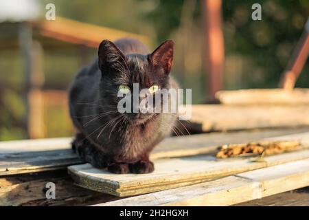 Schwarze Katze sitzt auf Holzplanken Stockfoto