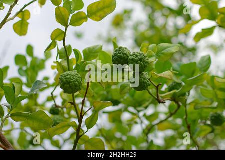 Marquesas-Inseln, Nuku Hiva, Französisch-Polynesien: Kaffir-Limette (Zitrushystrix) auf einem Baum Stockfoto