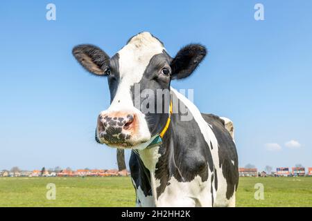 Glückliche freche Kuh, schwarz und weiß neugierig sanft smart aussehende, in einem grünen Feld, blauer Himmel Stockfoto