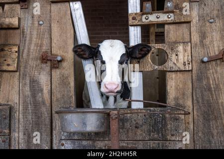 Niedliches Kalb, das durch die Riegel des Stalls schaut, weiße Flamme und große Augen, rosa Nase, Trinkeimer Stockfoto