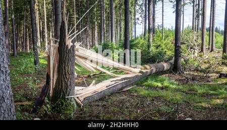 Ein Baumstamm, der von starken Winden gebrochen und zu Boden gefallen ist Stockfoto