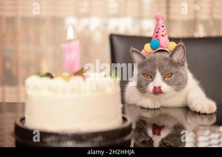 Süße britische Kurzhaarkatze feiert ihren 1-jährigen Geburtstag Stockfoto