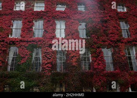 Boston Efeu wuchs gegen ein großes Gebäude mit brillanten Herbstblättern. Stockfoto