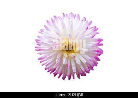 Blume von Dahlia veritable isoliert auf weiß. Nahaufnahme einer isolierten Blume mit stacheligen violetten und weißen Blütenblättern Stockfoto